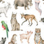 Entdecke wunderschöne Illustrationen im Aquarellstil von Luchs, Tiger, Flusspferd und weiteren Tierarten.