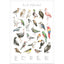Tierwelt - Alphabet Vögel  - Aquarell Wandbild|Wildlife - Alphabet Birds - Watercolor mural