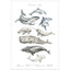 Tierwelt - Wasser  - Aquarell Wandbild|Wildlife - Water - Watercolor mural